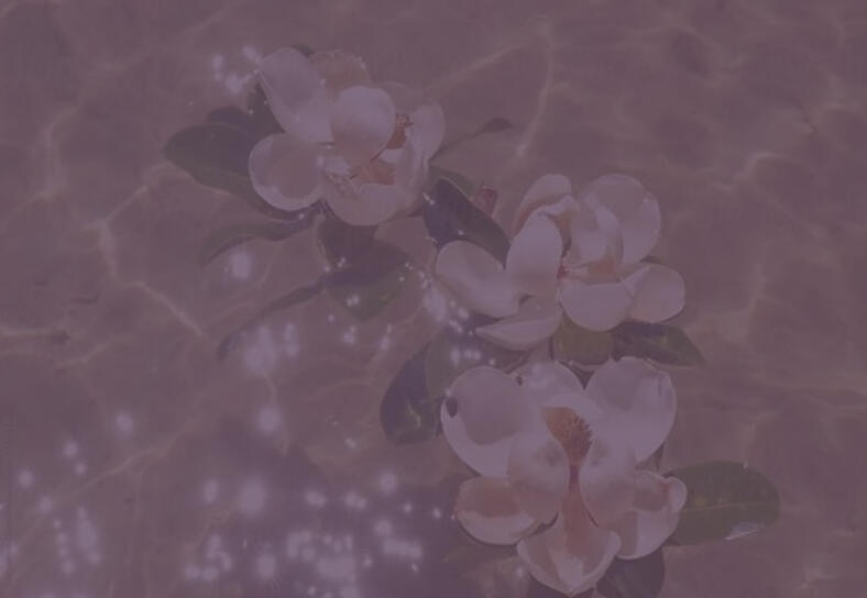ic: https://www.stocksy.com/3149818/sparkling-magnolia-flowers?epik=dj0yJnU9Tzd0cHdYa3BEQWdGUGJpUy1UMUtKMHdSVDZPSVFVM3gmcD0wJm49MUVCM19Xcmk4aklwWld4Yk5VRFZodyZ0PUFBQUFBR1ZlWnVR